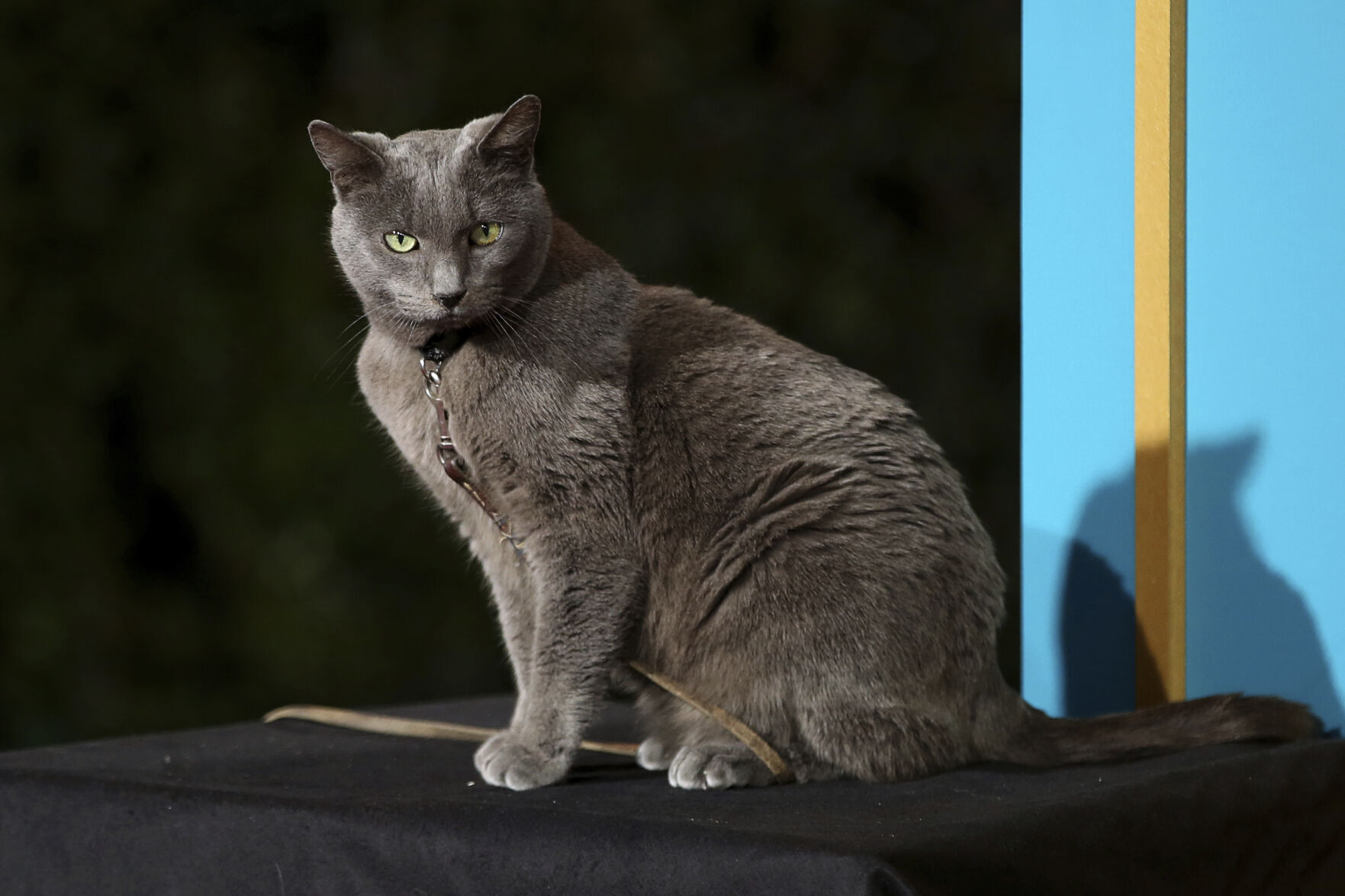 Boris the cat